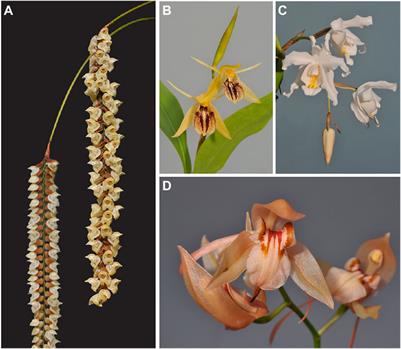 Antimicrobial Activity of Necklace Orchids is Phylogenetically Clustered and can be Predicted With a Biological Response Method